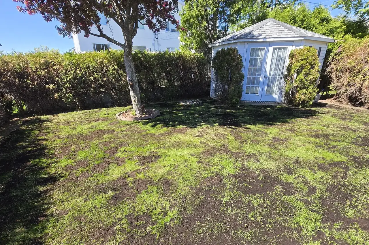 Cour arrière avec gazebo après un terreautage et un sursemis